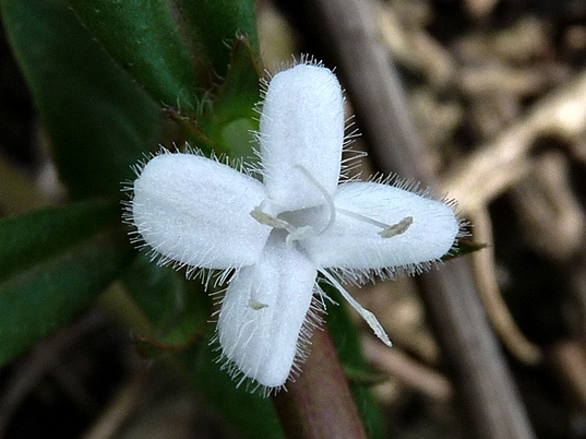 {Diodia virginiana}